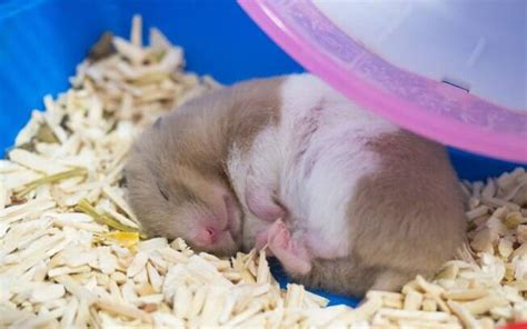 hamster hiberna-4